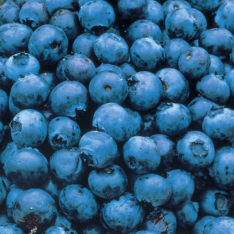 Jumbo Blueberries, Berries & Cherries