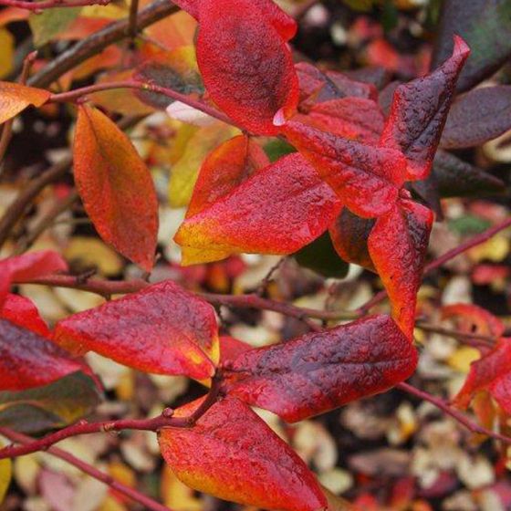 Photo of Patriot Blueberry Plant