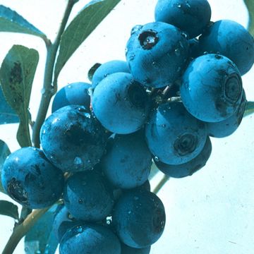Photo of O'Neal Blueberry Plant