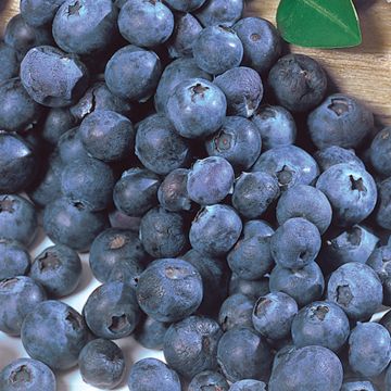 Photo of Little Blueberry Plant Collection