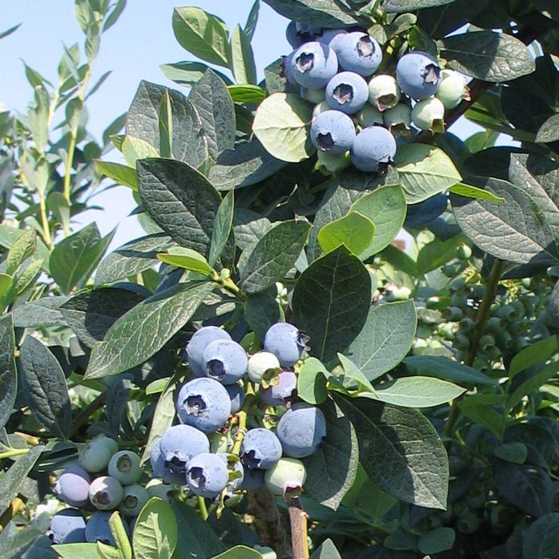 Bugsering Kridt Æsel Misty Blueberry - Blueberry Plants - Stark Bro's