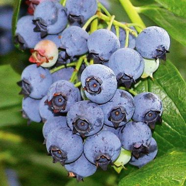 Photo of Jersey Blueberry Plant