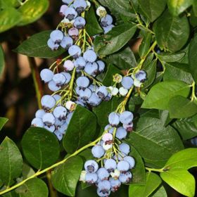 Photo of Jersey Blueberry Plant