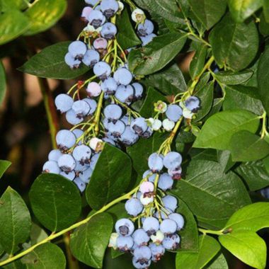 Photo of Jersey Blueberry Plant