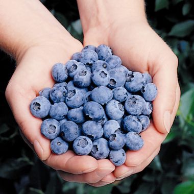 Photo of Elliott Blueberry Plant