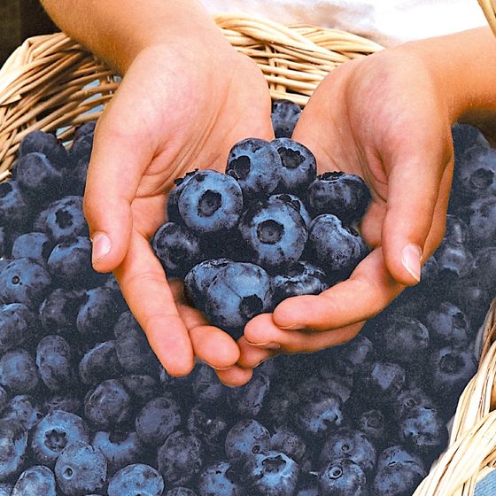 Jumbo Blueberries, Berries & Cherries