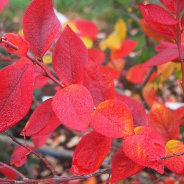 Photo of Chandler Blueberry Plant