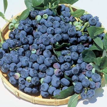 Photo of Blueray Blueberry Plant