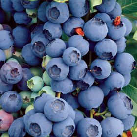 Photo of Bluecrop Blueberry Plant