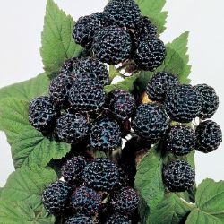 Photo of Munger Black Raspberry Plant