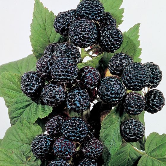 Photo of Munger Black Raspberry Plant