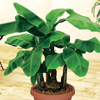 Photo of Dwarf Cavendish Banana Plant