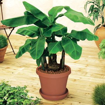 Photo of Dwarf Cavendish Banana Potted Kit