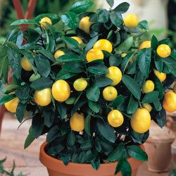 Meyer Lemon