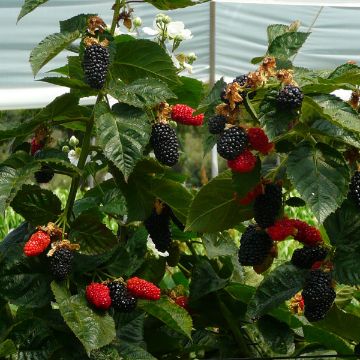 Photo of Prime-Ark® Freedom Primocane Blackberry Plant