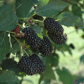 Photo of Prime-Ark® Freedom Primocane Blackberry Plant