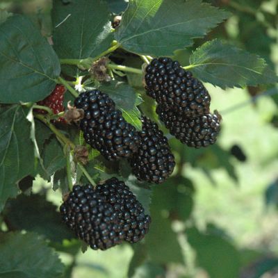 Photo of Prime-Ark® Freedom Primocane Blackberry Plant