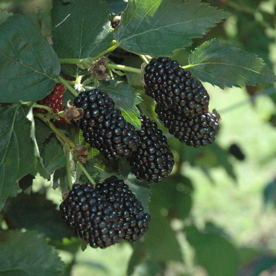 Photo of Prime-Ark® Freedom Primocane Blackberry Plant