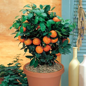 Photo of Valencia Orange Tree