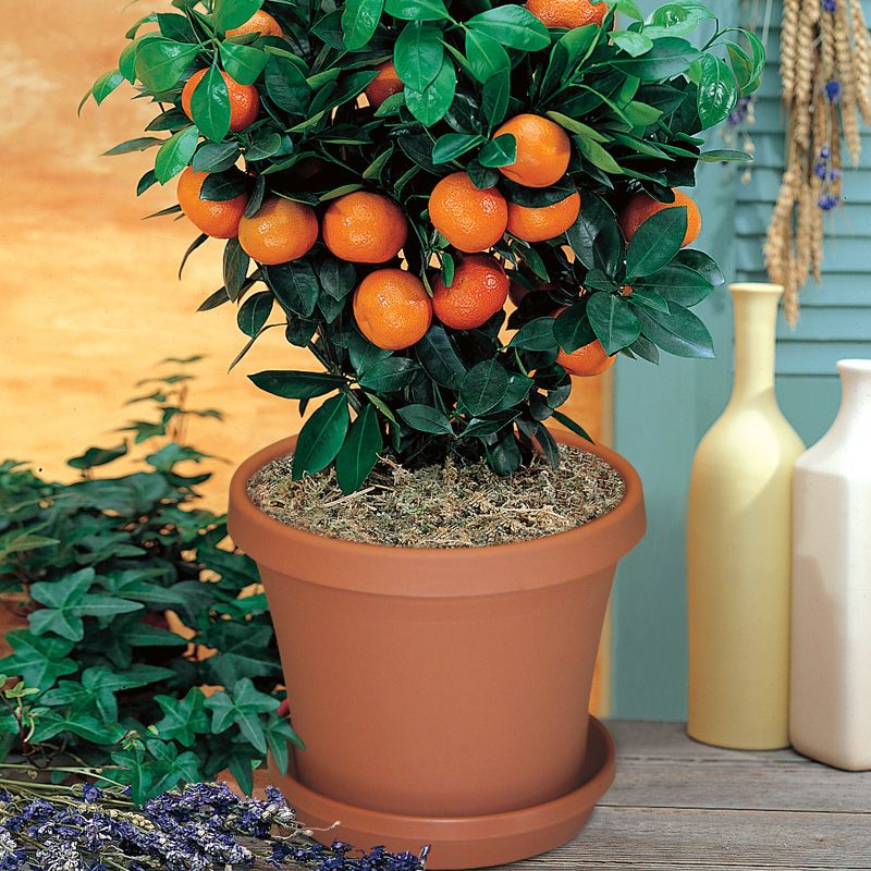 Valencia Orange Potted Kit Citrus Trees Stark Bro's