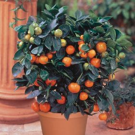 Photo of Tangerine Tree