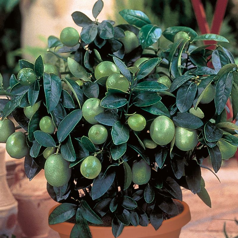 Key Lime Trees - Citrus Trees - Stark