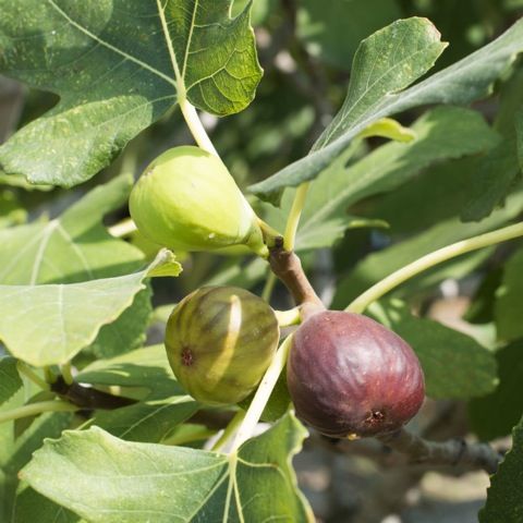 Where should you plant a fig tree?