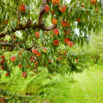 Cold-Hardy Peach Trees