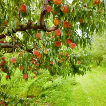 Cold-Hardy Peach Trees