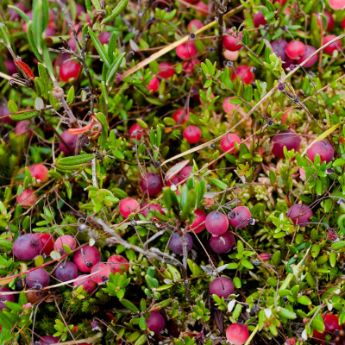 Cranberry Plants