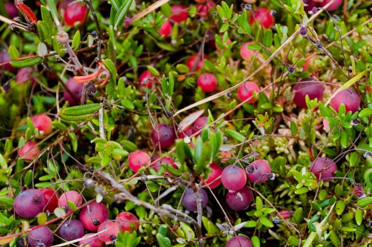 Cranberry Plants