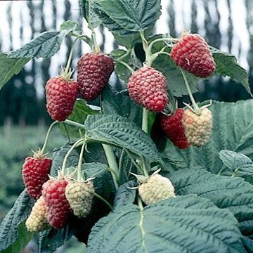 Photo of Joan J Primocane Red Raspberry Plant