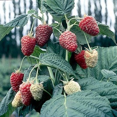 Photo of Joan J Primocane Red Raspberry Plant