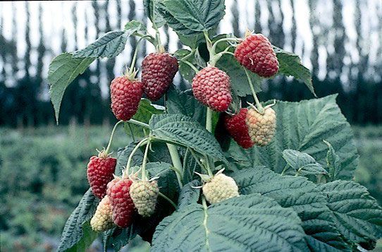Joan J Primocane Red Raspberry Plant - Stark Bro’s