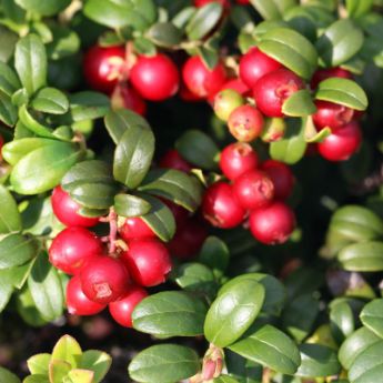 Lingonberry Plants