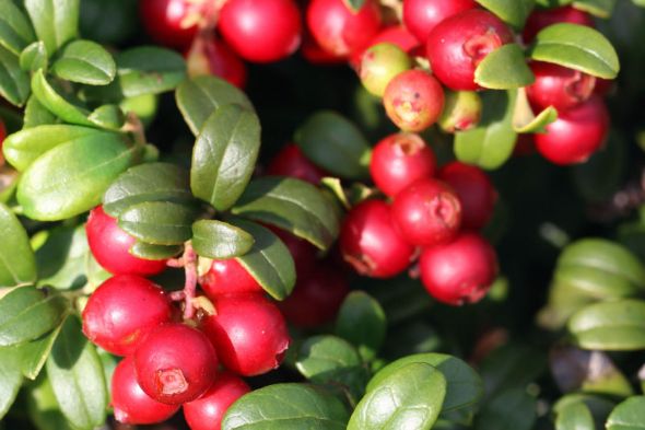 Lingonberry Plants