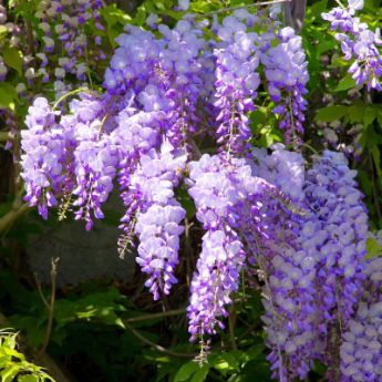 Wisteria