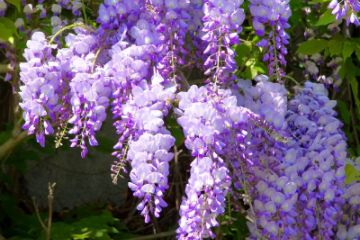 Wisteria