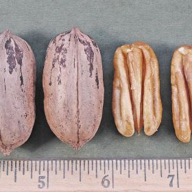 Photo of Maramec Pecan Tree