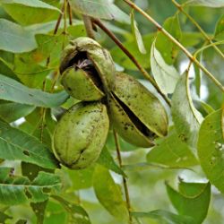 Photo of Maramec Pecan