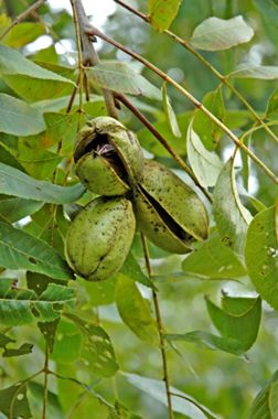 Photo of Maramec Pecan Tree