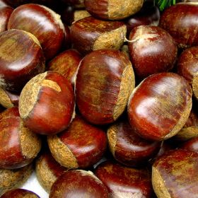 Photo of Colossal Chestnut Tree