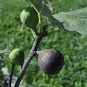 Photo of Chicago Hardy Fig Tree