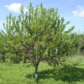 Japanese Plum Trees