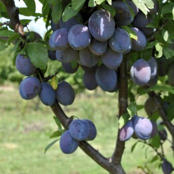 European Plum Trees