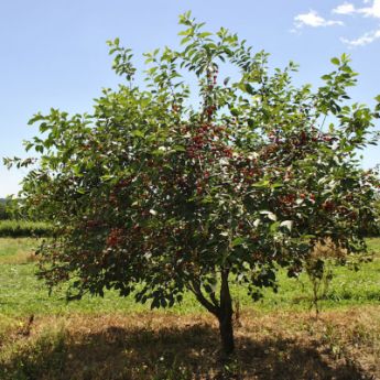 Sour Cherry Trees