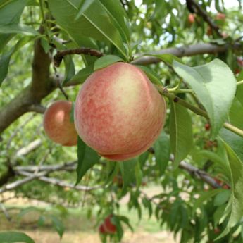 White Peach Trees