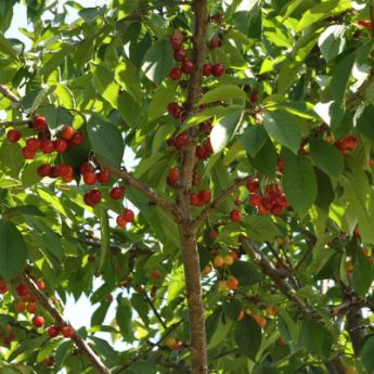 Sweet Cherry Trees