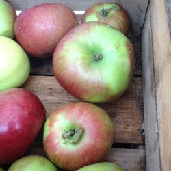 Photo of Summer Rambo Apple Tree