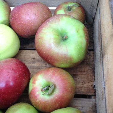 Photo of Summer Rambo Apple Tree